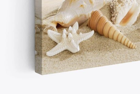 Paul Sinus Wandbild 120x80cm Meer Sandstrand Strand Seesterne Muscheln Sommer