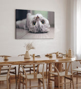 Paul Sinus Wandbild 120x80cm Katze Kätzchen Kater Katzenbaby Britisch Kurzhaar