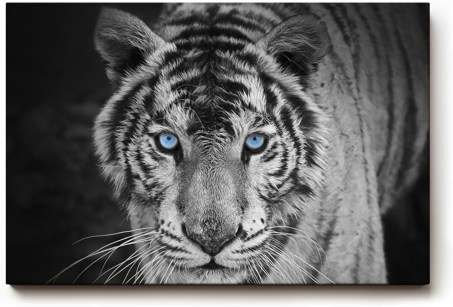 Sinus Art Wandbild 120x80cm Der intensive Blick des Tigers mit leuchtend blauen Augen schafft eine starke Präsenz