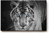 Sinus Art Wandbild 120x80cm Der intensive Blick des Tigers mit leuchtend blauen Augen schafft eine starke Präsenz