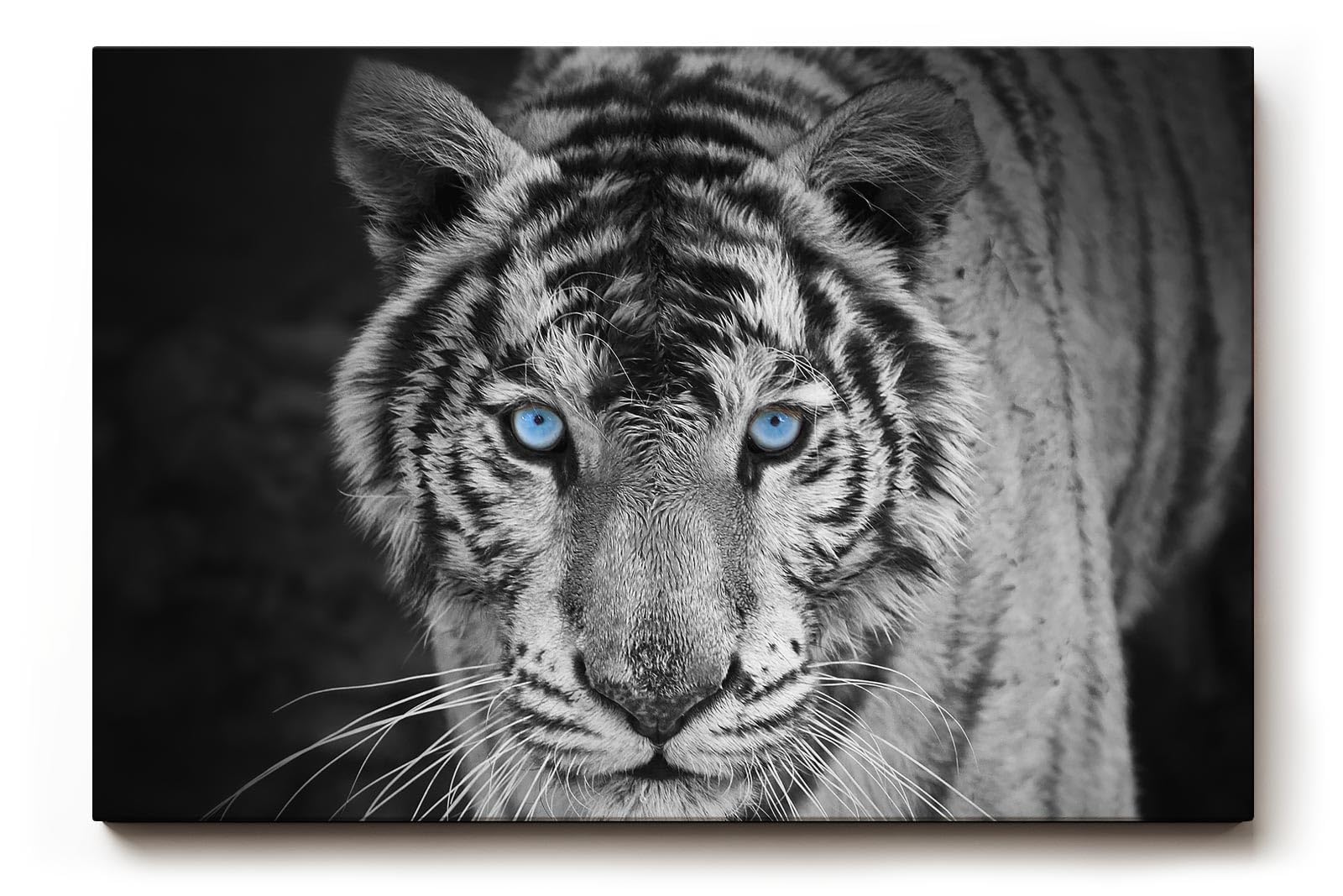 Sinus Art Wandbild 120x80cm Der intensive Blick des Tigers mit leuchtend blauen Augen schafft eine starke Präsenz