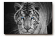 Sinus Art Wandbild 120x80cm Der intensive Blick des Tigers mit leuchtend blauen Augen schafft eine starke Präsenz