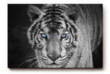 Sinus Art Wandbild 120x80cm Der intensive Blick des Tigers mit leuchtend blauen Augen schafft eine starke Präsenz