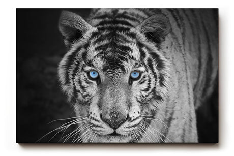 Sinus Art Wandbild 120x80cm Der intensive Blick des Tigers mit leuchtend blauen Augen schafft eine starke Präsenz
