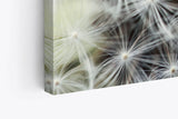 Paul Sinus Wandbild 120x80cm Nahaufnahme Pusteblume Fotokunst Weiß Löwenzahn