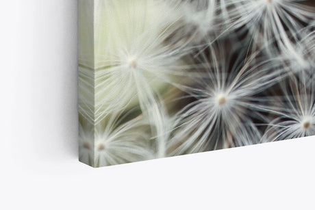 Paul Sinus Wandbild 120x80cm Nahaufnahme Pusteblume Fotokunst Weiß Löwenzahn