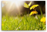 Paul Sinus Wandbild 120x80cm Sommerwiese Löwenzahn Schmetterling Gras Wiese