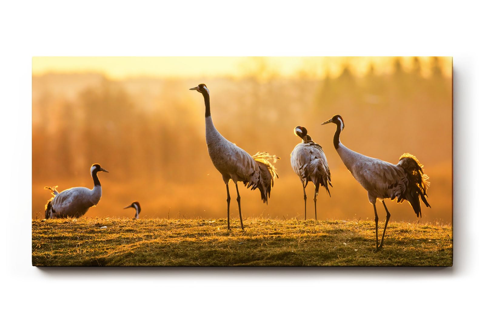 Sinus Art Wandbild 120x80cm Die Kraniche in der goldenen Landschaft erzeugen ein Gefühl von Freiheit und Frieden