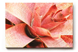 Sinus Art Wandbild 120x80cm Abstrakte Makroaufnahme einer roten Pflanze – organisch, dynamisch und einzigartig
