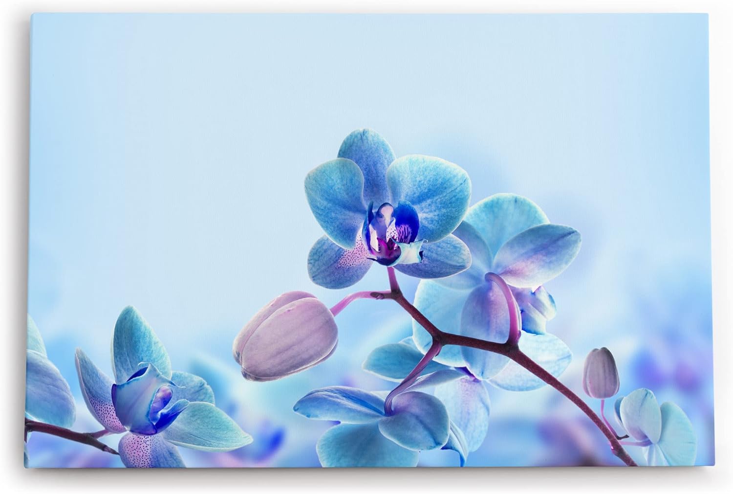 Paul Sinus Wandbild 120x80cm Blaue Orchidee Blüten Blume Kunstvoll Fotokunst