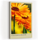 Paul Sinus Kunstdruck 40x60cm Calendula Bloom – leuchtend orange Ringelblumenblüte in Nahaufnahme