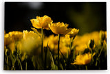 Paul Sinus Wandbild 120x80cm Gelbe Tulpen Blumen Blüten Fotokunst Sommer