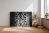 Sinus Art Wandbild 120x80cm Der intensive Blick des Tigers mit leuchtend blauen Augen schafft eine starke Präsenz