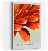 Paul Sinus Kunstdruck 40x60cm Flame in Bloom – rote Blütenblätter mit Tautropfen in leuchtender Nahaufnahme