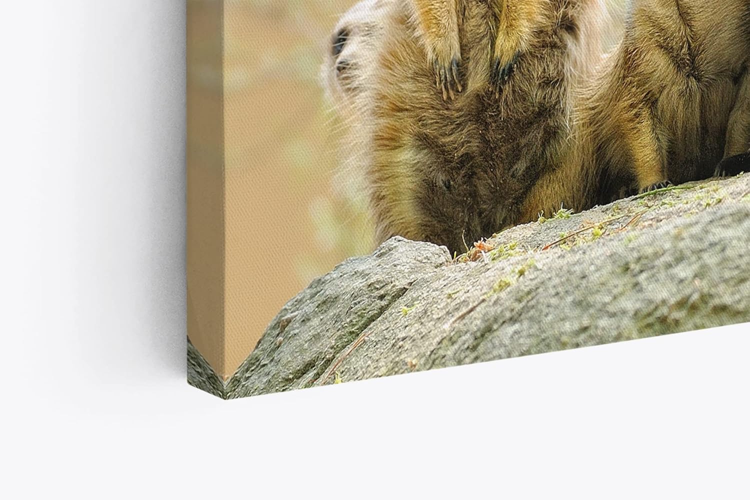 Paul Sinus Wandbild 120x80cm Erdmännchen Familie Afrika Tiere Wildnis Südafrika