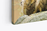 Paul Sinus Wandbild 120x80cm Erdmännchen Familie Afrika Tiere Wildnis Südafrika