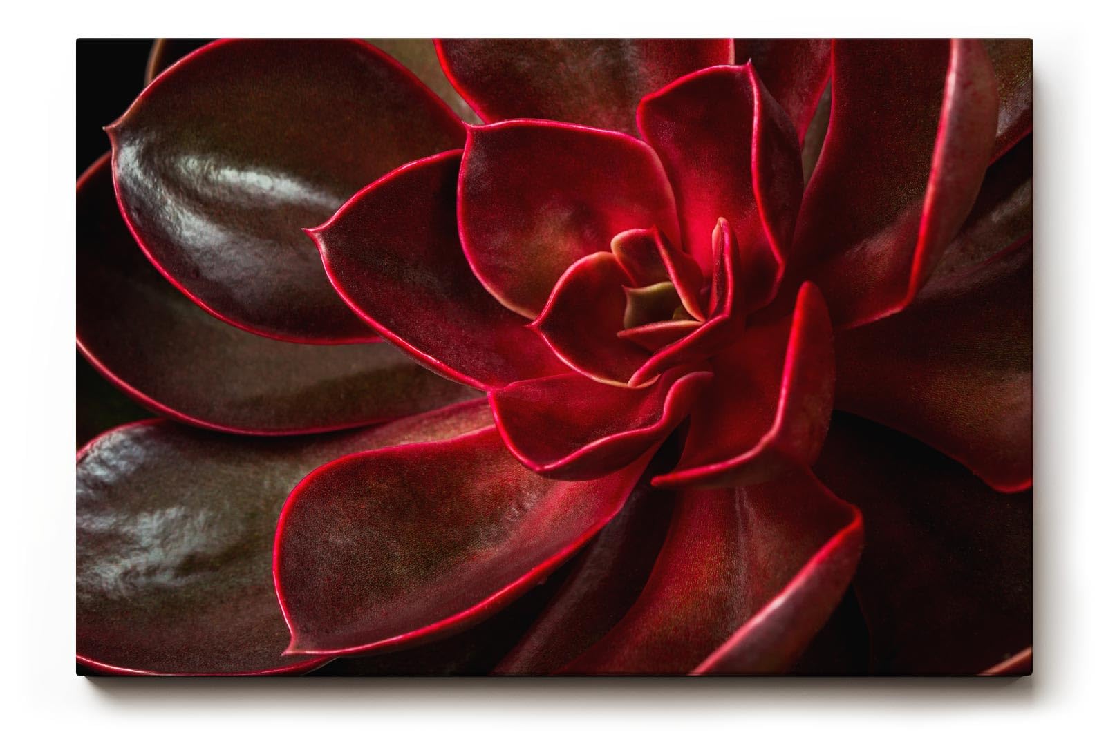 Sinus Art Wandbild 120x80cm Tiefe Rottöne mit natürlichem Glanz und faszinierender Formgebung der Blätter