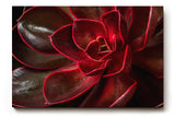 Sinus Art Wandbild 120x80cm Tiefe Rottöne mit natürlichem Glanz und faszinierender Formgebung der Blätter