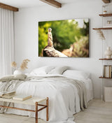 Paul Sinus Wandbild 120x80cm Erdmännchen auf einen Stein Tierfotografie Afrika