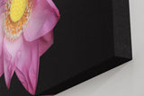 Sinus Art Wandbild 120x80cm Die rosa Blütenblätter vor schwarzem Hintergrund wirken edel, klar und meditativ
