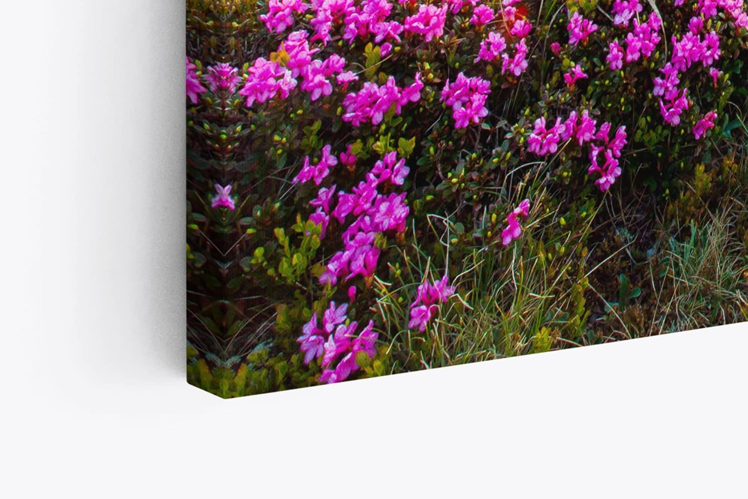 Paul Sinus Wandbild 120x80cm Alpen Berge Gebirge Bergwiese Wiese Natur Wildblumen