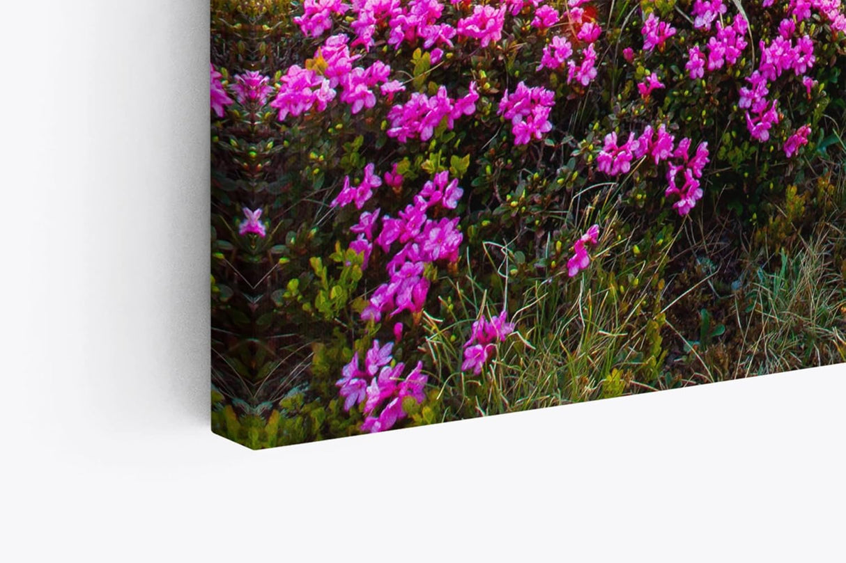 Paul Sinus Wandbild 120x80cm Alpen Berge Gebirge Bergwiese Wiese Natur Wildblumen