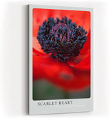 Paul Sinus Kunstdruck 40x60cm Scarlet Heart – Mohnblume in Makroaufnahme mit intensivem Rot und schwarzem Zentrum