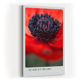 Paul Sinus Kunstdruck 40x60cm Scarlet Heart – Mohnblume in Makroaufnahme mit intensivem Rot und schwarzem Zentrum