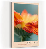 Paul Sinus Kunstdruck 40x60cm Fire Bloom – Blüte im Licht des Morgens mit funkelnden Tautropfen