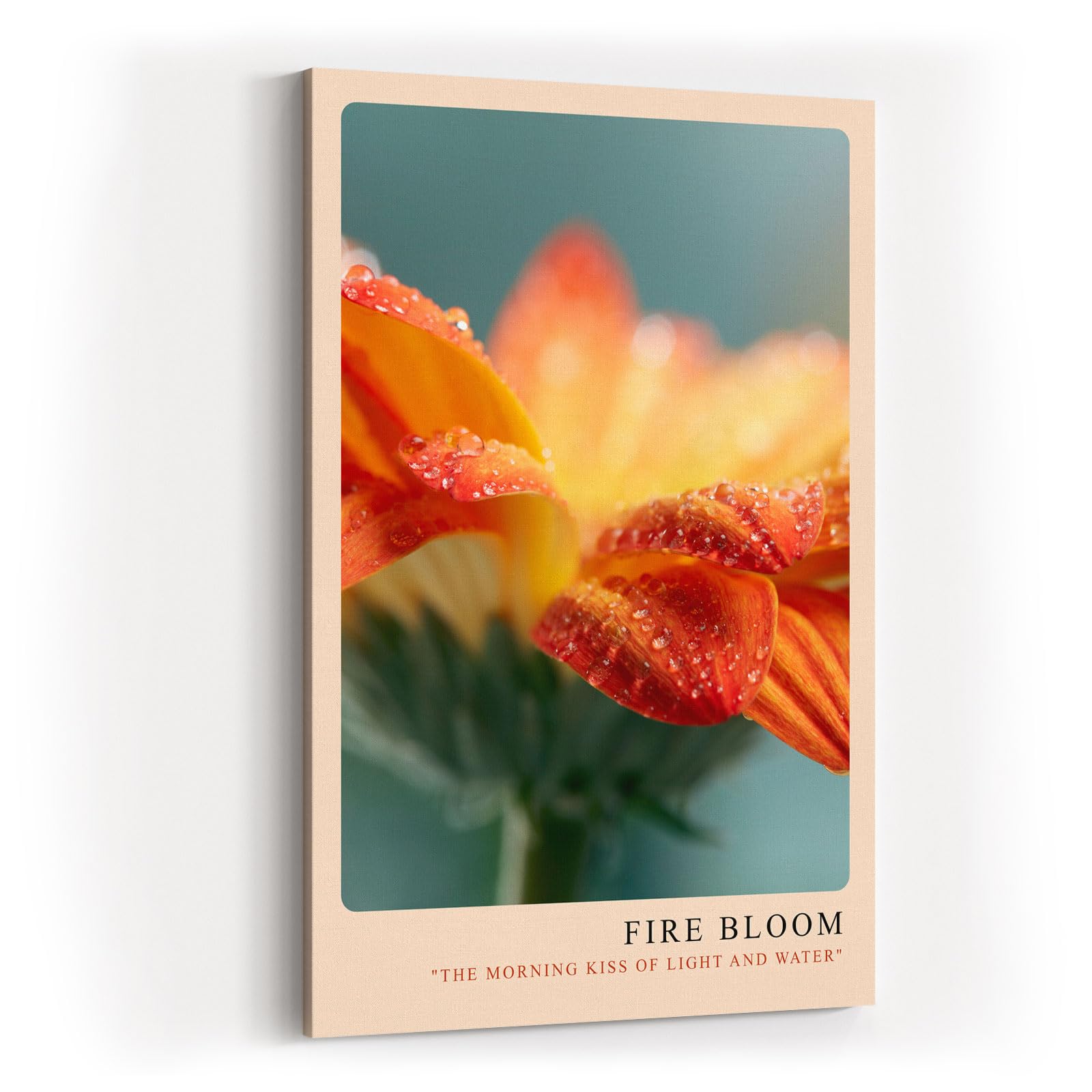 Paul Sinus Kunstdruck 40x60cm Fire Bloom – Blüte im Licht des Morgens mit funkelnden Tautropfen