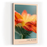 Paul Sinus Kunstdruck 40x60cm Fire Bloom – Blüte im Licht des Morgens mit funkelnden Tautropfen