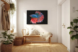 Sinus Art Wandbild 120x80cm Faszinierender Betta-Fisch mit dynamischer Flossenpracht in Rot und Blau auf dunklem Fond