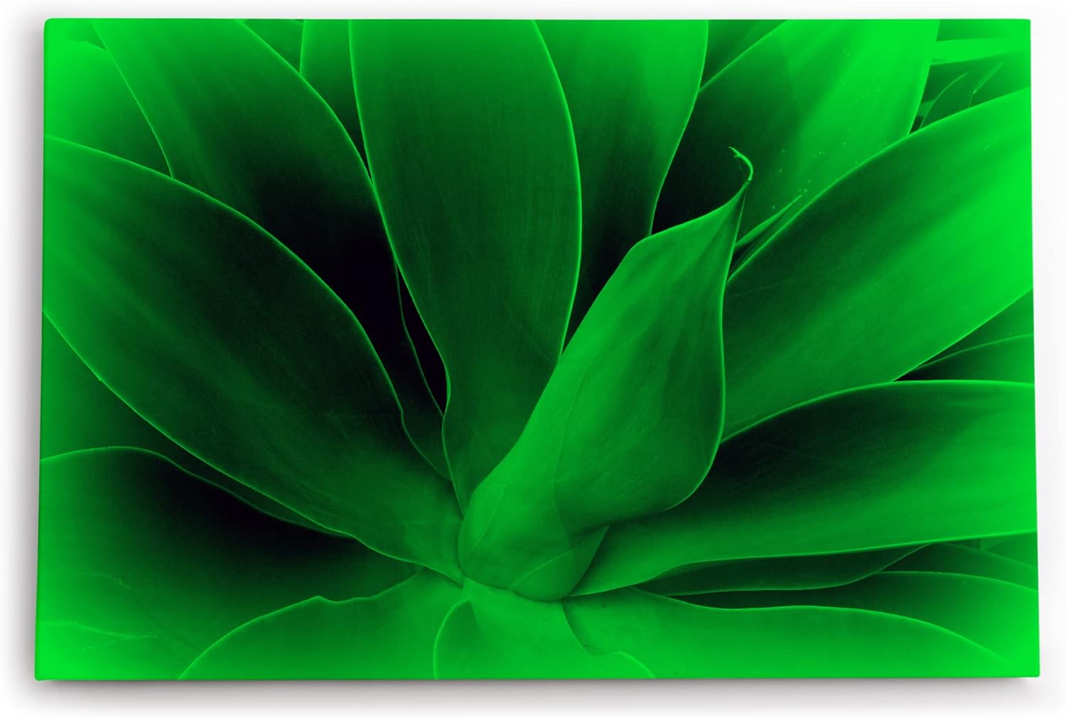 Paul Sinus Wandbild 120x80cm Aloe Vera Pflanze Grün Nahaufnahme Kunstvoll