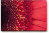 Sinus Art Wandbild 120x80cm Faszinierende Nahaufnahme einer roten Blüte mit klar erkennbarer Struktur und Tiefenwirkung