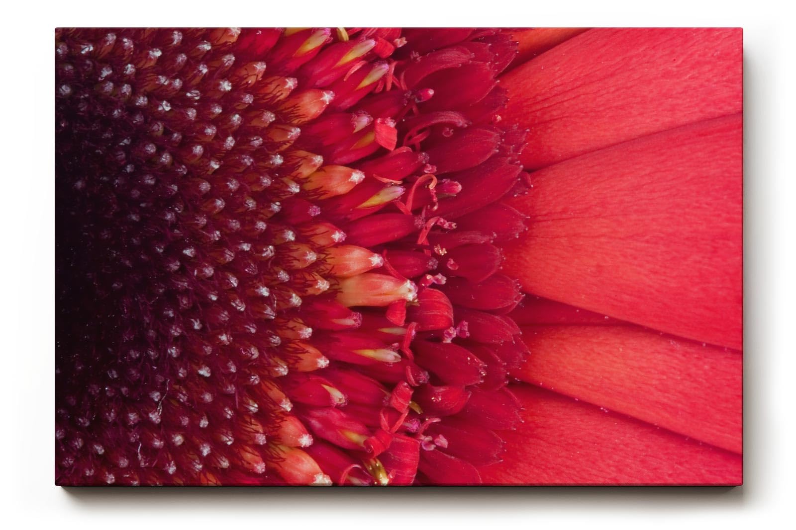Sinus Art Wandbild 120x80cm Faszinierende Nahaufnahme einer roten Blüte mit klar erkennbarer Struktur und Tiefenwirkung