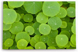 Paul Sinus Wandbild 120x80cm Lotosblätter Grün Lotus Dekorativ Pflanze Seepflanze