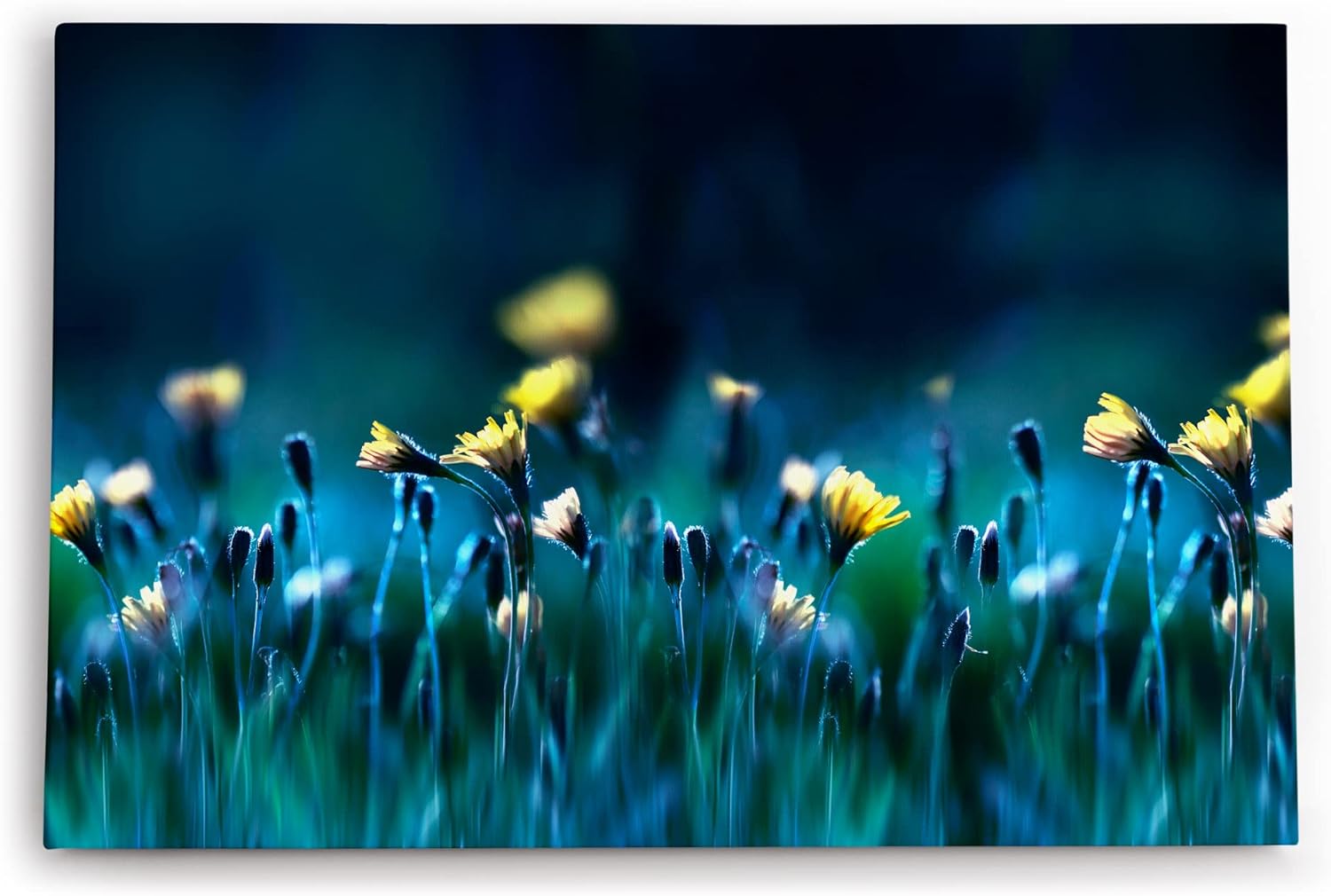 Paul Sinus Wandbild 120x80cm Blumen Blumenfeld Wildblumen gelbe Blüten Kunstvoll