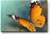 Sinus Art Wandbild 120x80cm Detaillierte Nahaufnahme eines orangefarbenen Schmetterlings mit harmonischer Komposition