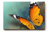 Sinus Art Wandbild 120x80cm Detaillierte Nahaufnahme eines orangefarbenen Schmetterlings mit harmonischer Komposition