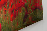 Sinus Art Wandbild 120x80cm Leuchtend rote Mohnblumen im weichen Licht – symbolstark, lebendig und zeitlos
