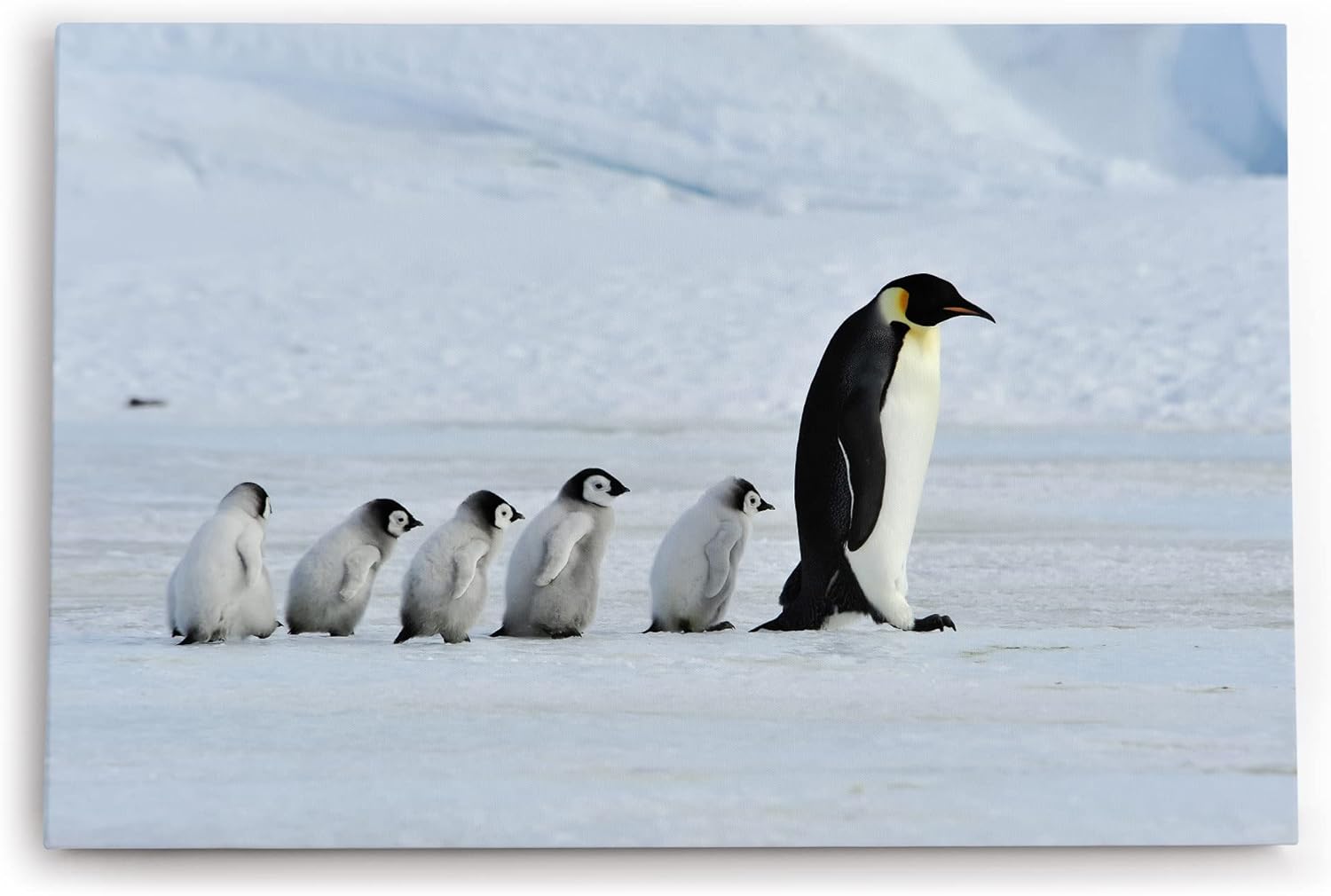 Paul Sinus Wandbild 120x80cm Pinguine Babypinguine Kaiserpinguin Schnee Tierfotografie
