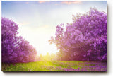 Sinus Art Wandbild 120x80cm Zauberhafte Lavendellandschaft mit Lichtspiel und blühenden Büschen