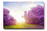 Sinus Art Wandbild 120x80cm Zauberhafte Lavendellandschaft mit Lichtspiel und blühenden Büschen
