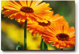 Sinus Art Wandbild 120x80cm Strahlende Ringelblumen in voller Blüte mit lebendiger Bildtiefe und Klarheit