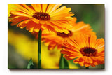 Sinus Art Wandbild 120x80cm Strahlende Ringelblumen in voller Blüte mit lebendiger Bildtiefe und Klarheit