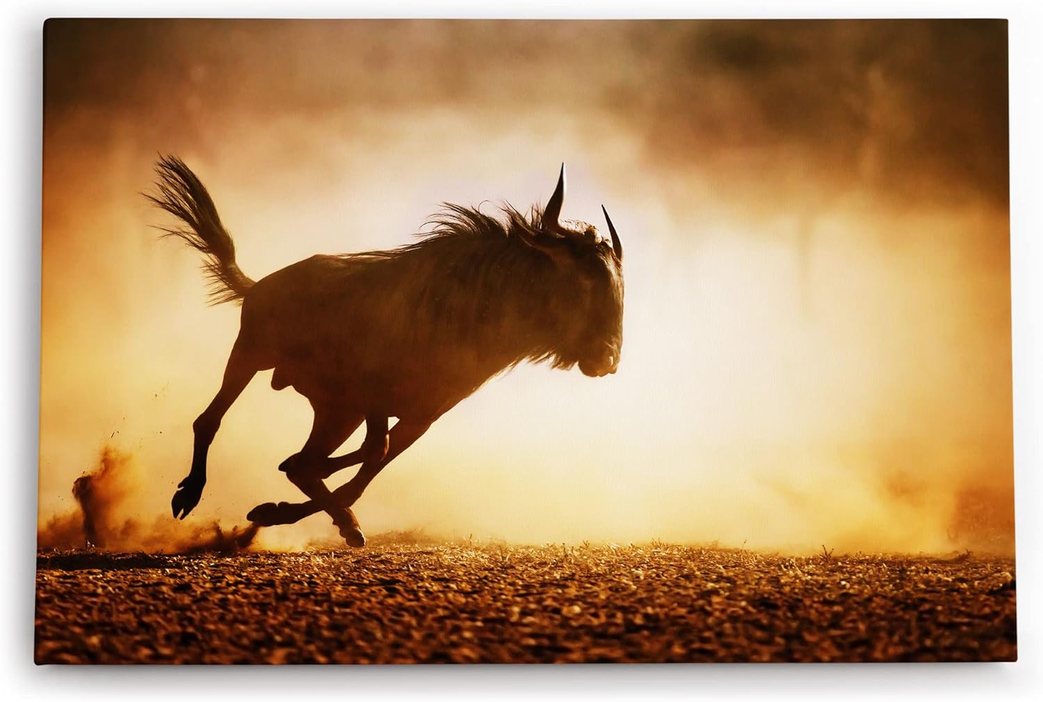 Paul Sinus Wandbild 120x80cm Gnu Antilope Afrika Wildnis Tierfotografie Bulle