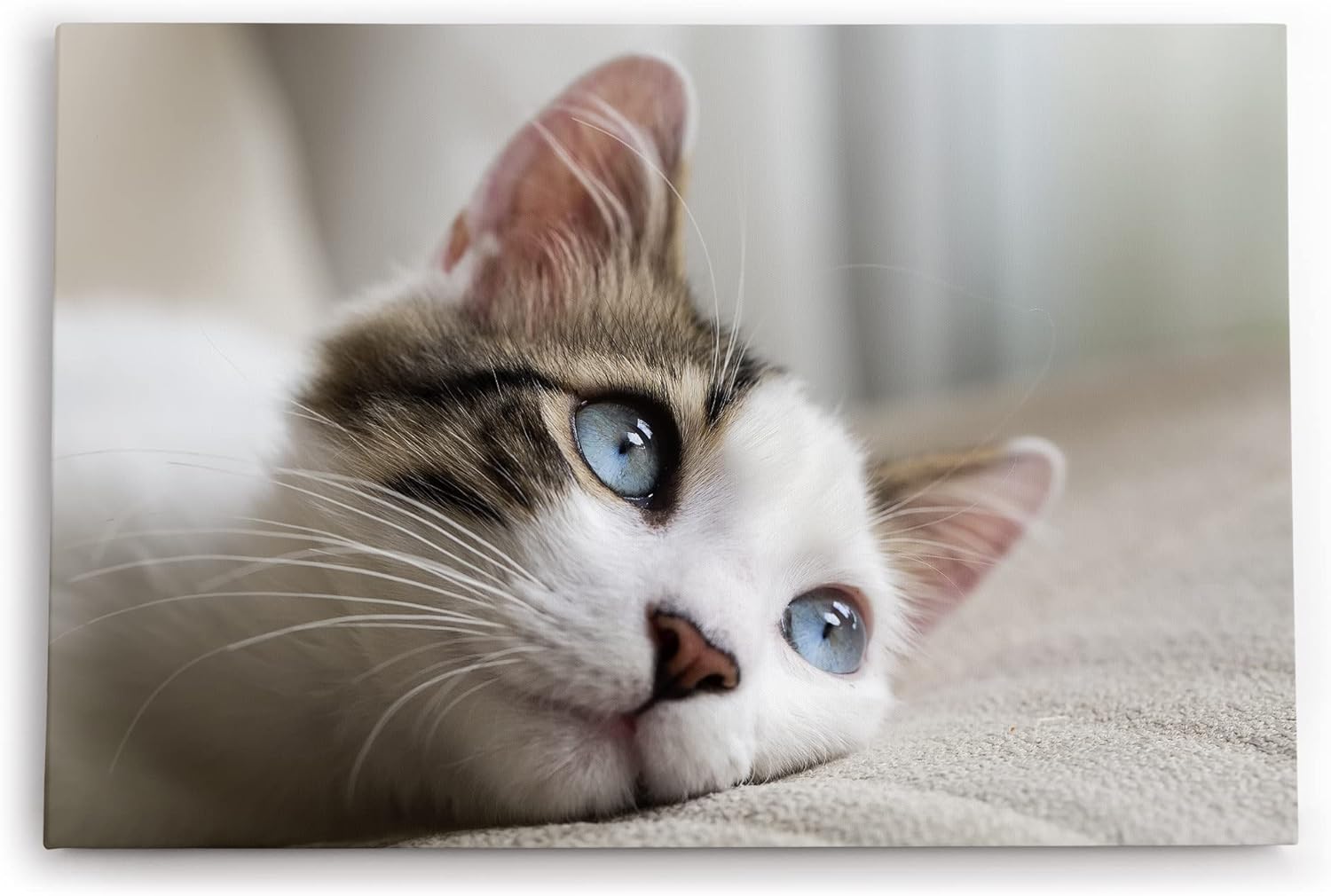 Paul Sinus Wandbild 120x80cm Katze Kätzchen blaue Augen Kater Katzenbaby