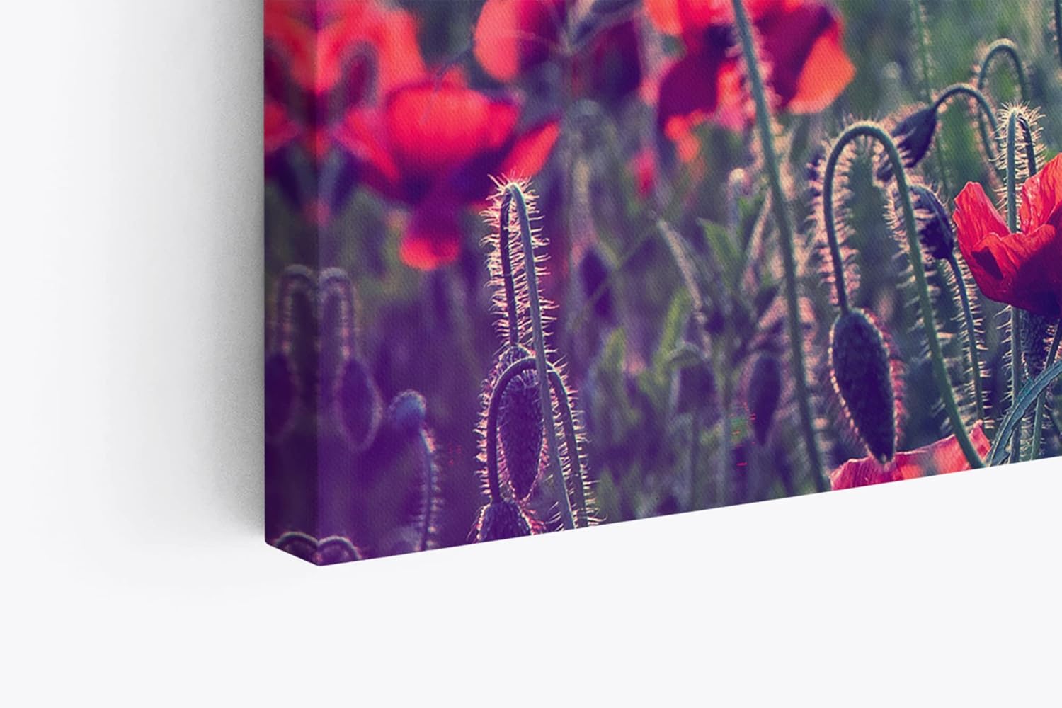 Paul Sinus Wandbild 120x80cm Mohnblumen Feld Wildblumen Blumen rote Blüten