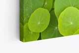 Paul Sinus Wandbild 120x80cm Lotosblätter Grün Lotus Dekorativ Pflanze Seepflanze