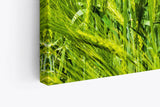 Paul Sinus Wandbild 120x80cm Weizenfeld Weizen Sommer blauer Himmel Natur